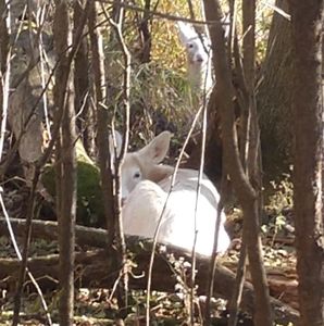 Meet your Posher, Barb